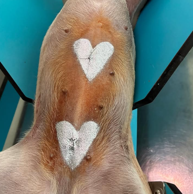 Diálisis veterinaria en perros y gatos: una herramienta clave para salvar vidas