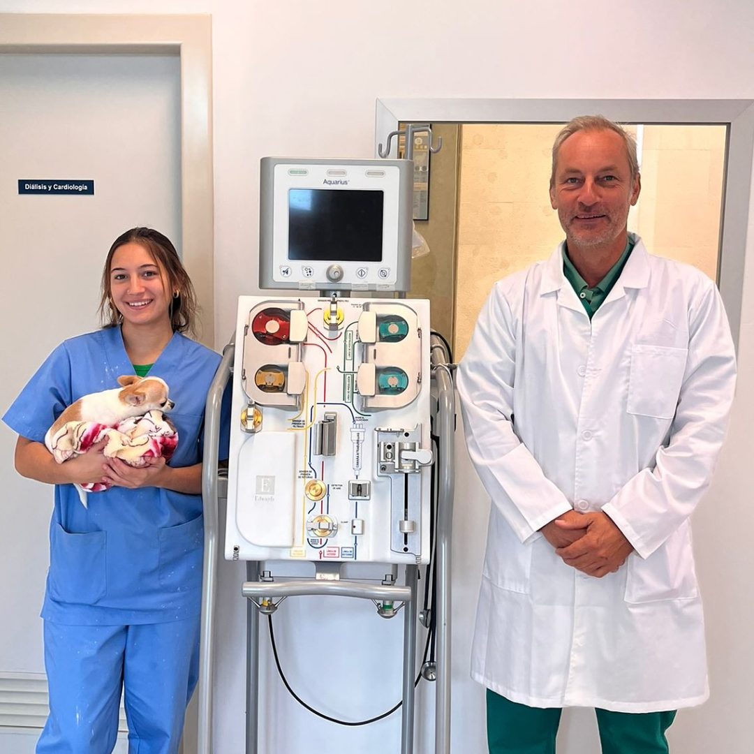 Diálisis veterinaria en perros y gatos: una herramienta clave para salvar vidas